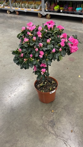 Азалия на штамбе Микс