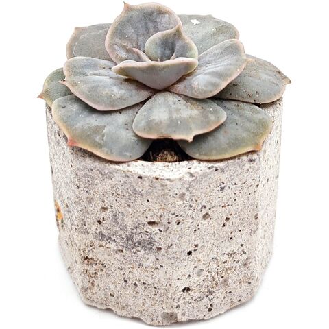 Живой редкий красивый суккулент Echeveria Marvel Variegated (Эхеверия Марвел Варигата) в горшке с грунтом