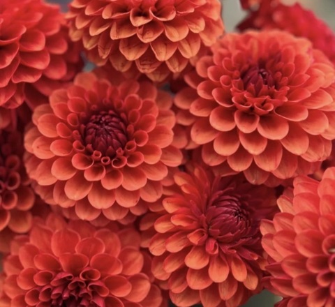 Георгин Браун Шуга (Brown sugar)