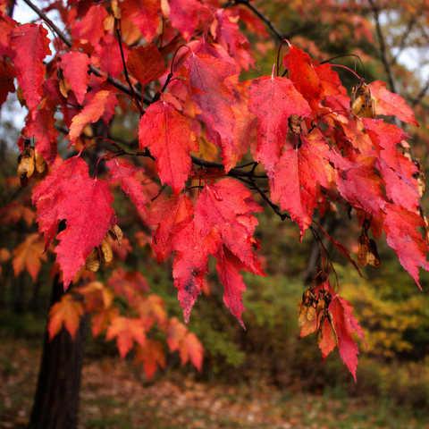 Клен приречный (Гиннала)
