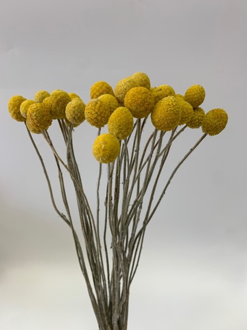 Краспедия сухоцвет Натуральный желтый (25-27шт)