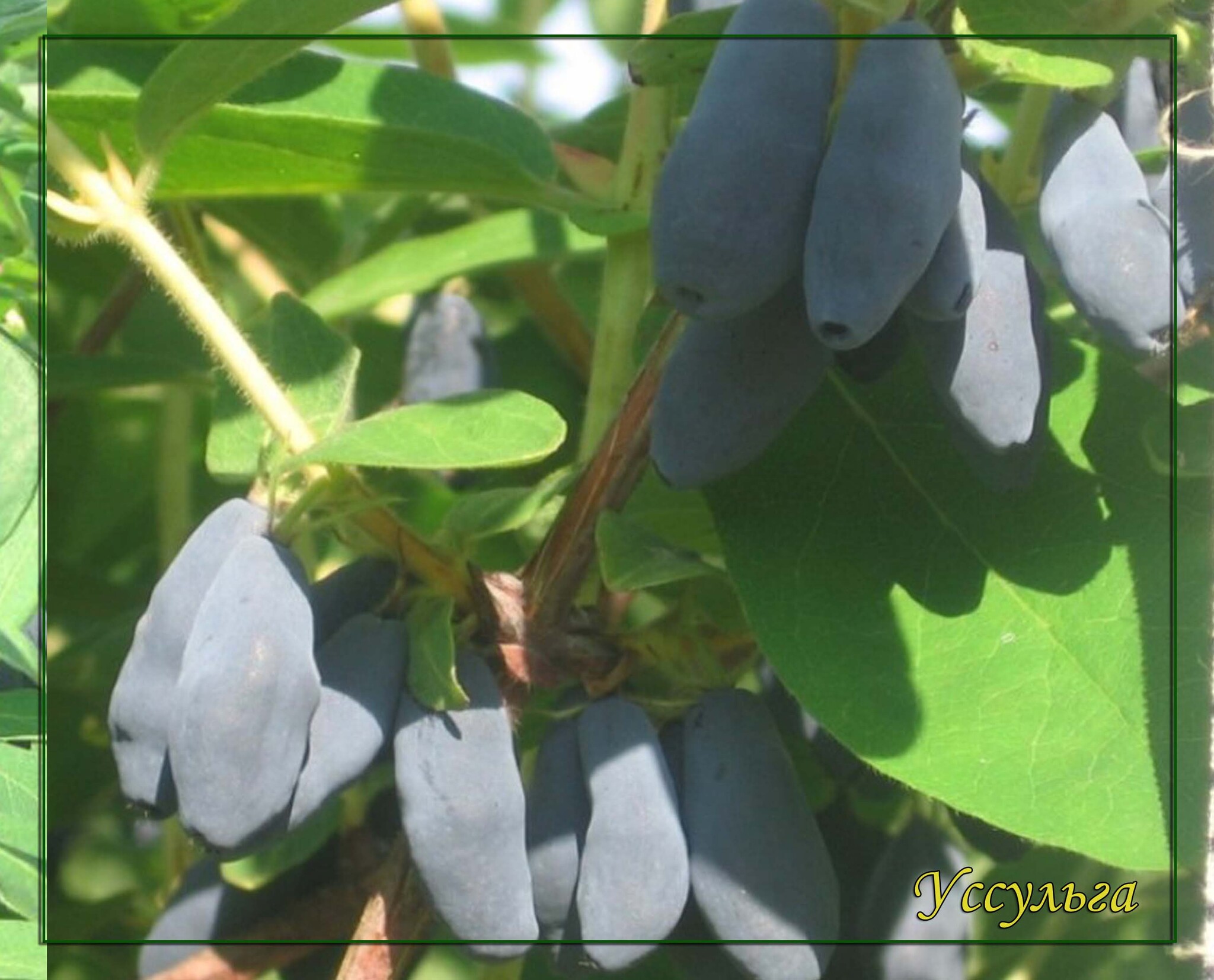 Жимолость съедобная лазурная/цкор. Сорт жимолости бакчарский великан. Жимолость бакчарский великан куст. Жимолость изумрудная. Жимолость длинноплодная описание.