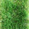 Трава искусственная "Тропикана" 35, ширина 4м, рулон 25м