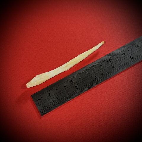 Бакулюм волка в стеклянной колбе