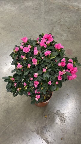 Азалия на штамбе Микс