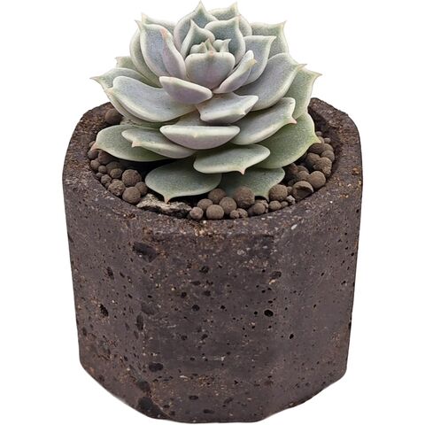 Суккулент Эхеверия Лола