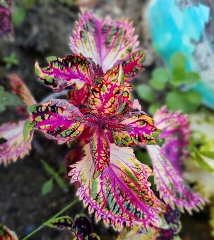 Неон LO колеус