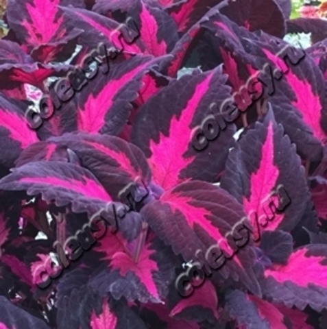 Glamboyant колеус КСР