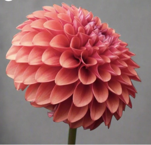 Георгин Браун Шуга (Brown sugar)