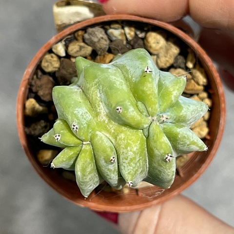 Миртиллокактус Геометризанс Кристата d5