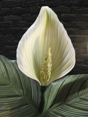 Молд пластиковый Лепесток спатифиллума, каллы 23 х 17,5 см