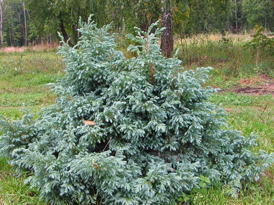 Кипарисовик горохоплодный булевард