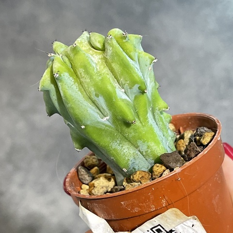 Миртиллокактус Геометризанс Кристата d5