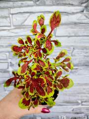 Felicity Тай колеус КСР