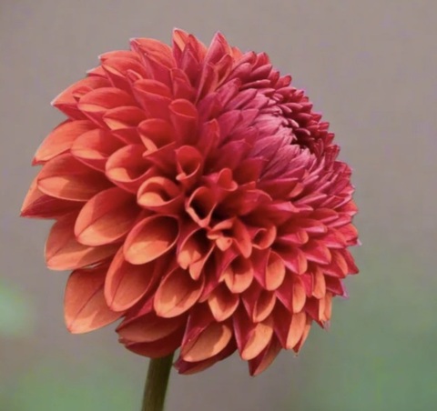 Георгин Браун Шуга (Brown sugar)