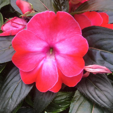 11100 Бальзамин НГ Odyssey Compact Clio (Весна 2026)