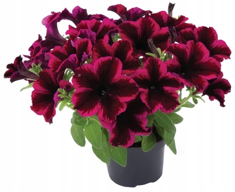 ПЕТУНИЯ GO!TUNIA COSMIC PURPLE – купить за 99 ₽ | Vegetativka22