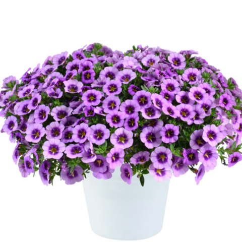 19132 Калибрахоа COLIBRI SPARK PURPLE (ВЕСНА 2025)