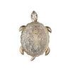 Светильник настенный Favourite Turtle 2256-1W