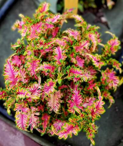 Blush Тай колеус КСР