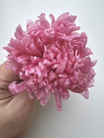 Хризантема 4-5см Насыщенно-Розовый (половина коробки-4шт)