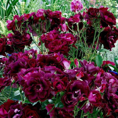 Бургунди Айс (Burgundy Ice)