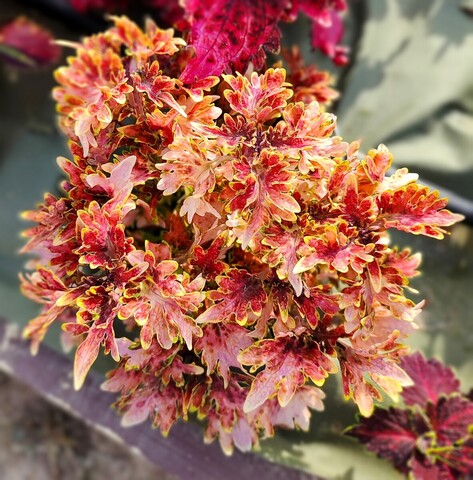 Capitano Тай колеус КСР