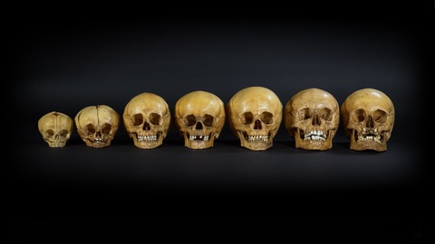 Набор «Череп человека» (анатомические модели)