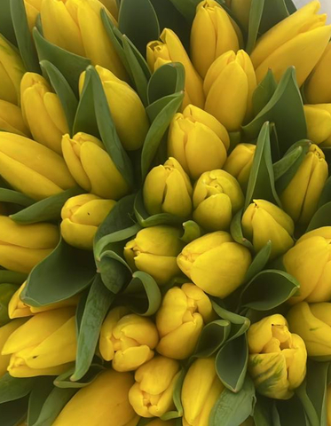 Банч 50 тюльпанов Стронг Голд (Strong Gold)