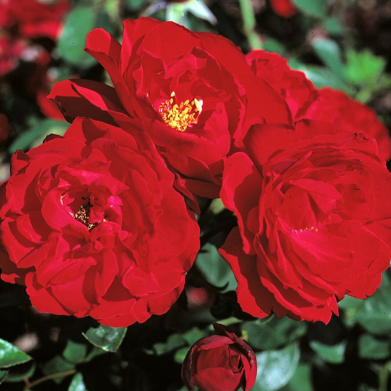 Розы красные шраб. Розы красные шраб. Розы красные шраб. Розы красные шраб. Розы красные шраб.