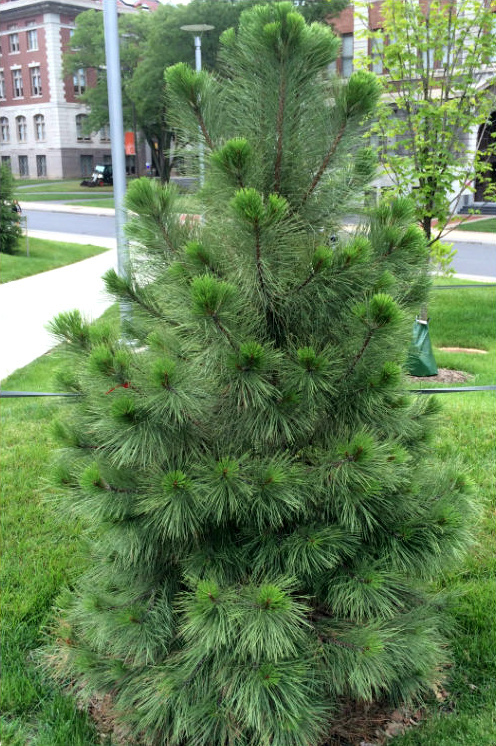 Кедр корейский pinus koraiensis