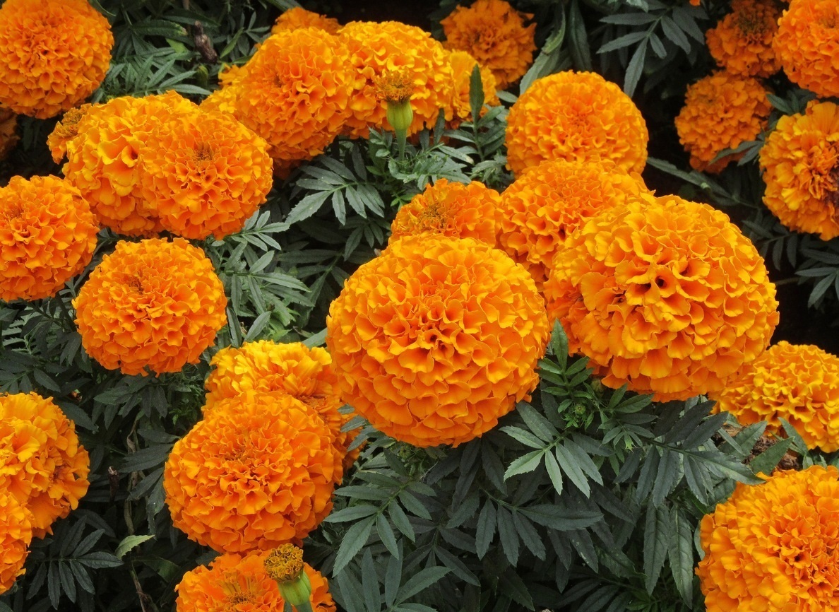 Шафран оранжевый фото