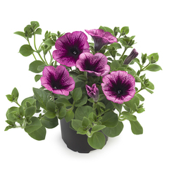 3271 Петуния TEA MAGENTA VEIN (ВЕСНА 2025)