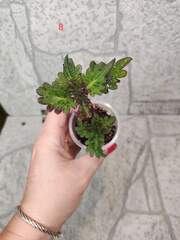 Green Tea Тай колеус