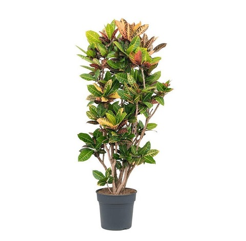 Кодиеум Вертак Петра