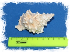 Морская ракушка Бурса Лиссостома 8-12 см