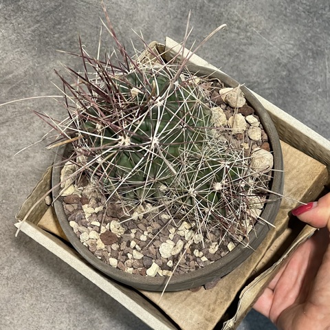 Ферокактус Хаматакантус в керамике d15