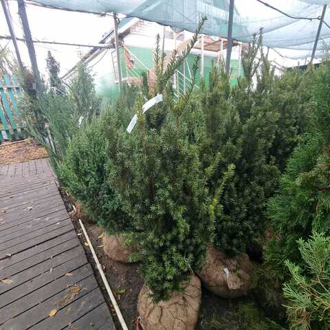 Тис средний Хикси | Taxus media Hicksii 100-120 см