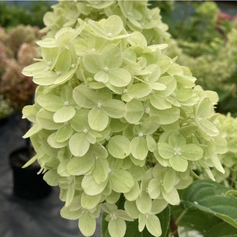 Гортензия метельчатая 