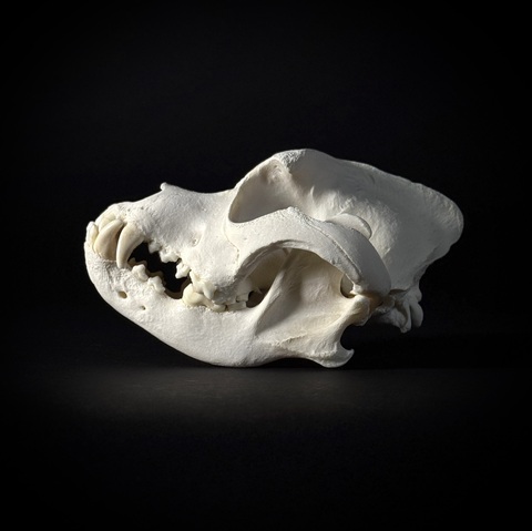 Череп собаки