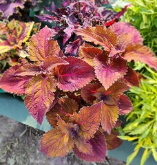 Cinnamon Тай колеус КСР