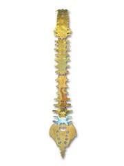 Брошь ПОЗВОНОЧНИК (под заказ)