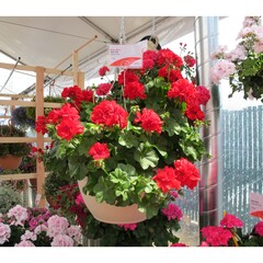 3121 Пеларгония плющелистная ATLANTIC RED  (Весна 2026)