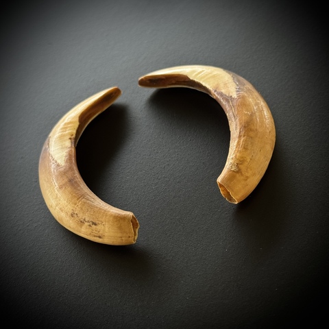 Клыки кабана (самка)