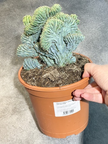 МИРТИЛЛОКАКТУС ГЕОМЕТРИЗАНС КРИСТАТА d18