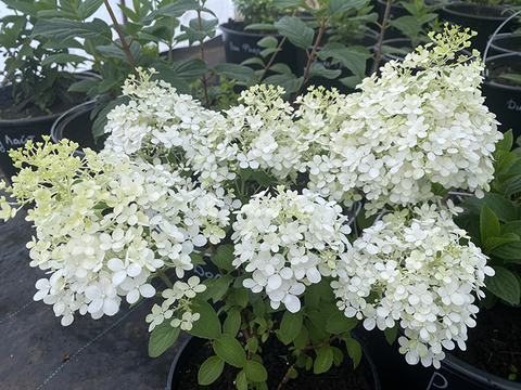 Гортензия метельчатая БОБО (Hydrangea paniculata «Bobo») (ЗКС)