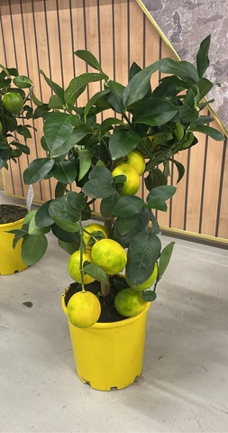 Цитрофортунелла Лимон штамбовая