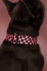 Ошейник Мой 2007-й, наличие