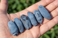 Саженец Жимолости Канадской «Аврора» (Aurora) (Эталон вкуса, Сладкая как черника, Не осыпается, Гигантская)