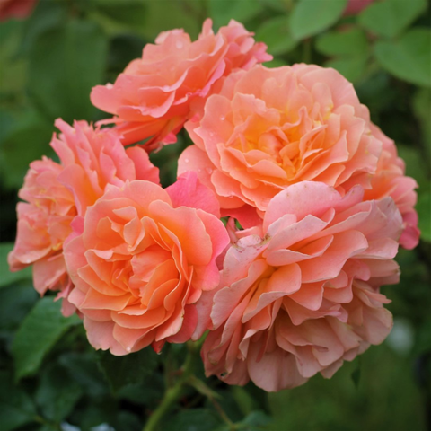 Бордюр Абрико(Bordure Abricot)